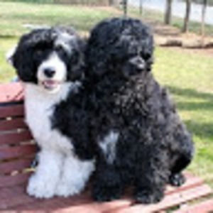 Meet your Posher, Anat